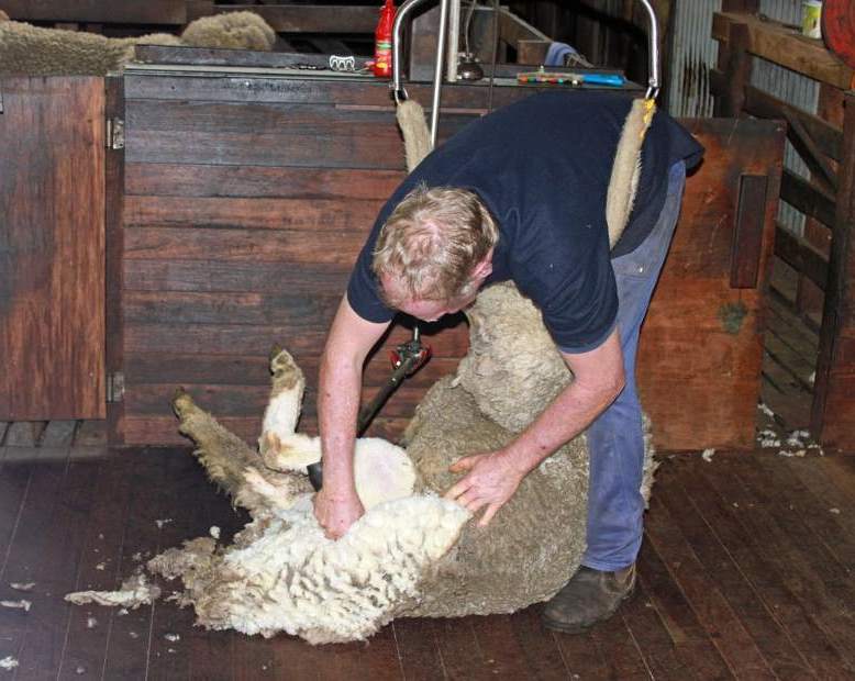 All-Ireland Sheep Shearing